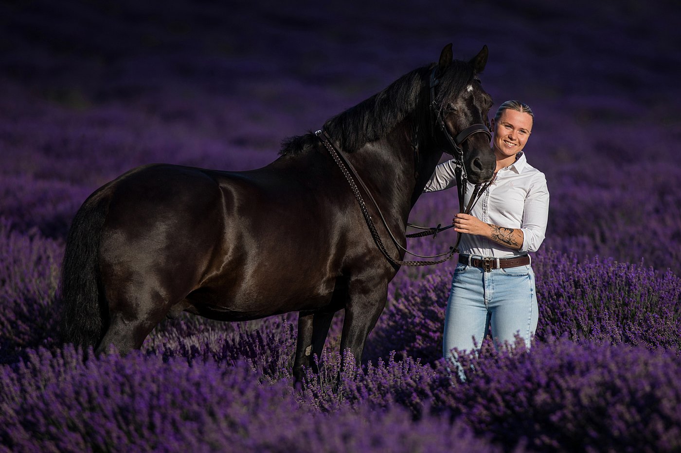 Horse Photoshoot in the Lavender fields at Castle Farm in Kent